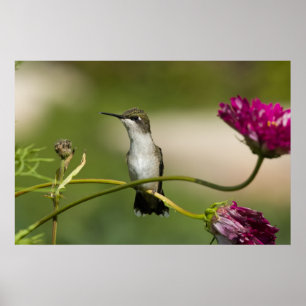Ruby-throated Hummingbird Female Poster