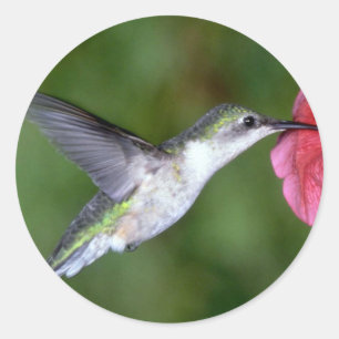 Ruby-throated Hummingbird (female) with petunia Classic Round Sticker