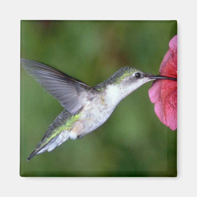 Ruby-throated Hummingbird (female) with petunia Magnet (Front)