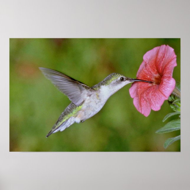 Ruby-throated Hummingbird (female) with petunia Pi Poster (Front)