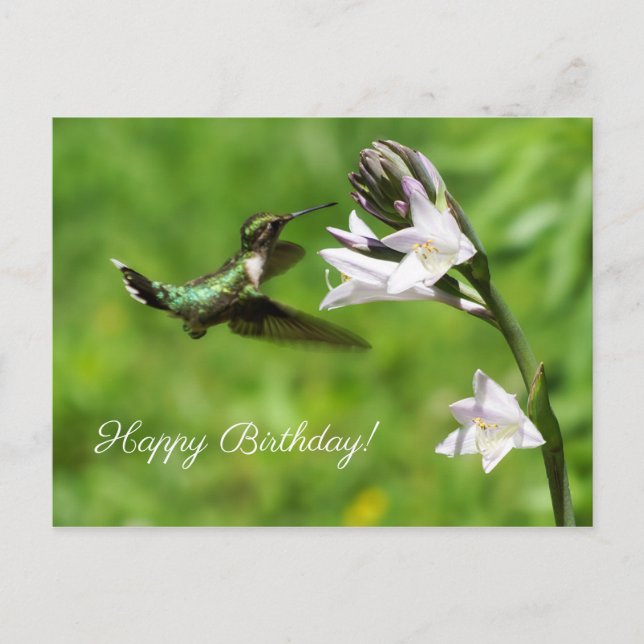 Ruby Throated Hummingbird Happy Birthday Postcard (Front)