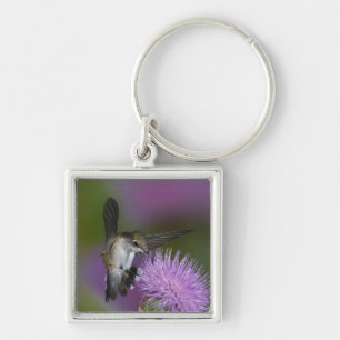 Ruby-throated hummingbird in flight at thistle key ring