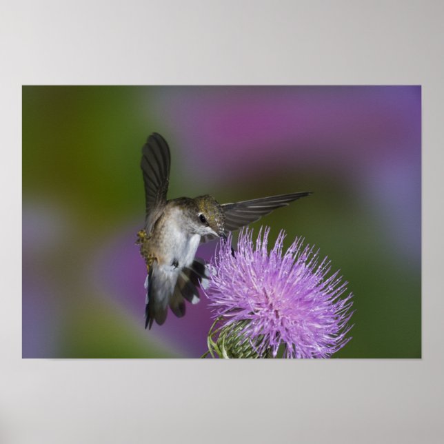 Ruby-throated hummingbird in flight at thistle poster (Front)
