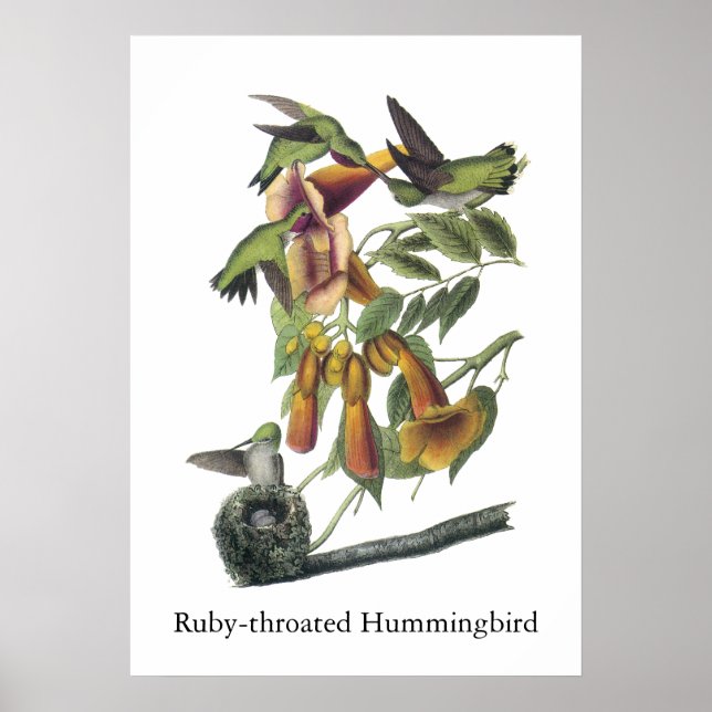 Ruby-throated Hummingbird, John Audubon Poster (Front)