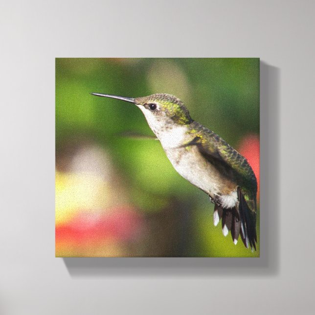 Ruby-Throated Hummingbird Juvenile Male Canvas Print (Front)