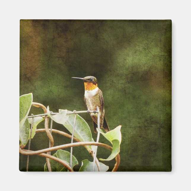 Ruby Throated Hummingbird Magnet (Front)