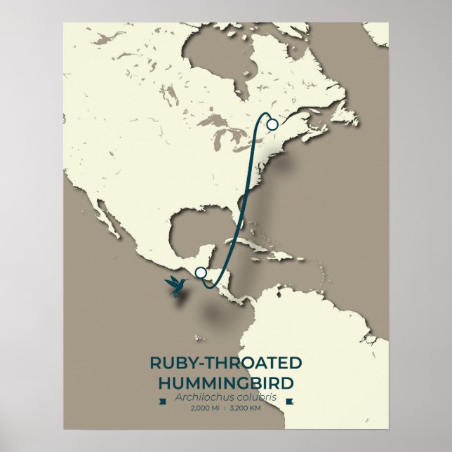 Ruby-throated Hummingbird Migration Map  Poster (Front)