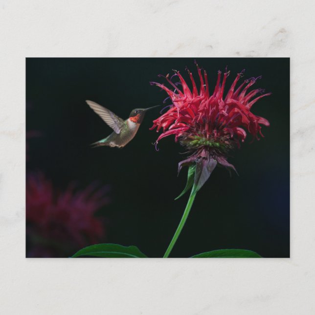 Ruby-throated Hummingbird on Bee Balm Postcard (Front)