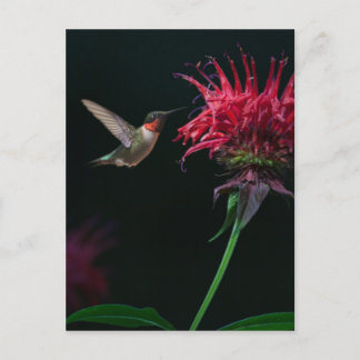 Ruby-throated Hummingbird on Bee Balm Postcard