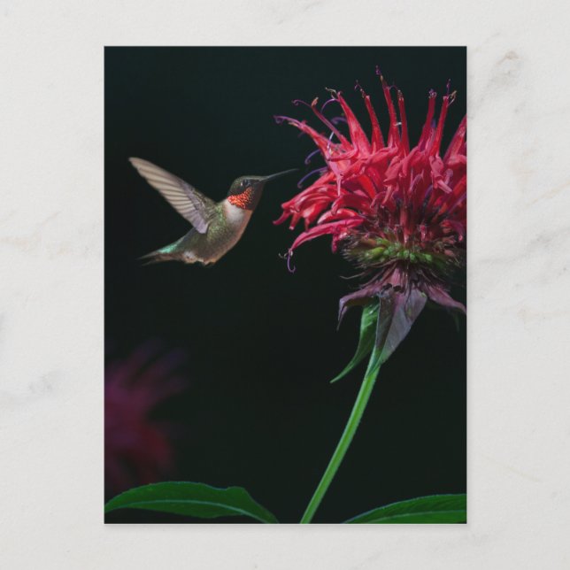 Ruby-throated Hummingbird on Bee Balm Postcard (Front)