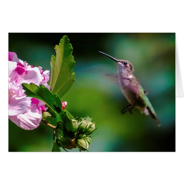 Ruby-throated Hummingbird - Original Photograph (Front Horizontal)