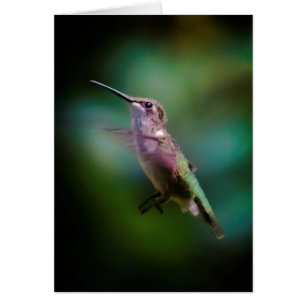 Ruby-throated Hummingbird - Original Photograph