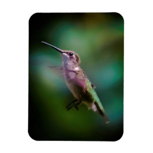 Ruby-throated Hummingbird - Original Photograph Magnet
