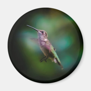 Ruby-throated Hummingbird - Original Photograph Magnet