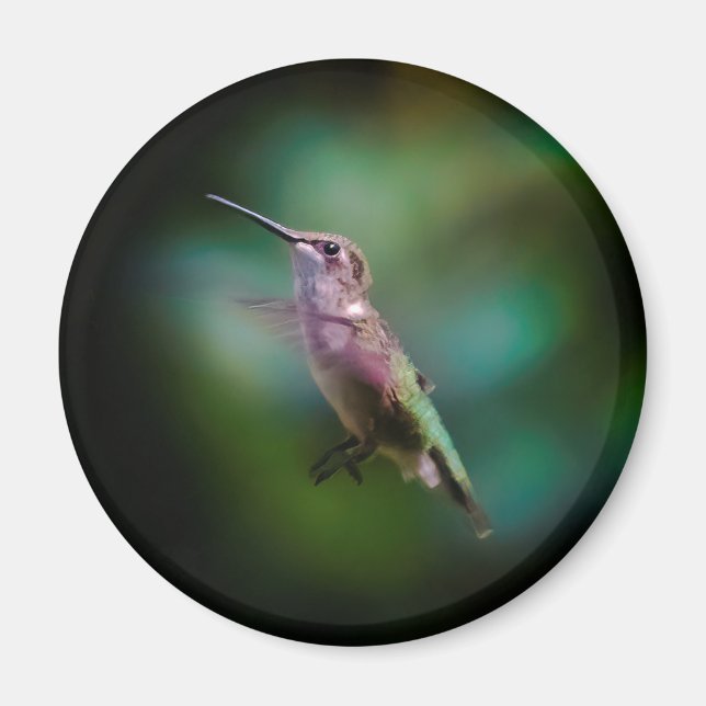 Ruby-throated Hummingbird - Original Photograph Magnet (Front)