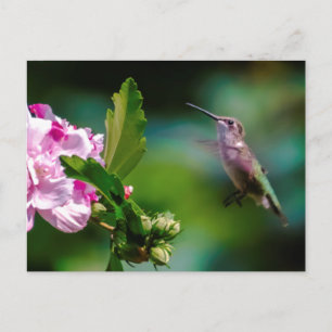 Ruby-throated Hummingbird - Original Photograph Postcard