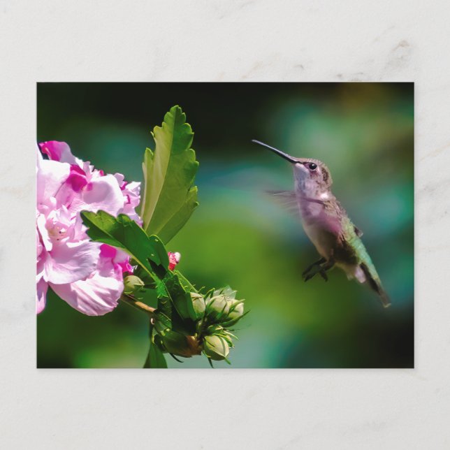 Ruby-throated Hummingbird - Original Photograph Postcard (Front)