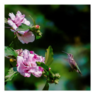Ruby-throated Hummingbird - Original Photograph Poster