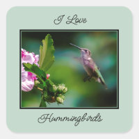 Ruby-throated Hummingbird - Original Photograph
