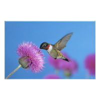 Ruby-throated Hummingbird