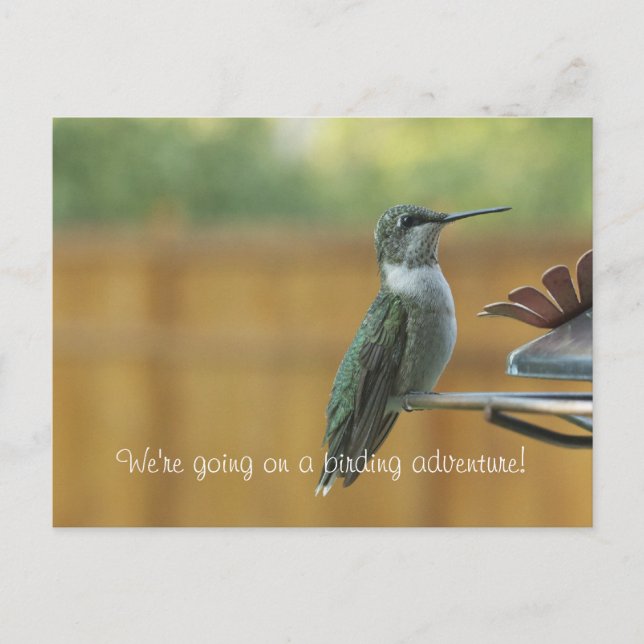 Ruby Throated Hummingbird Postcard (Front)