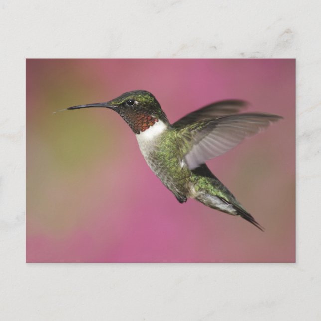 Ruby Throated Hummingbird Postcard (Front)