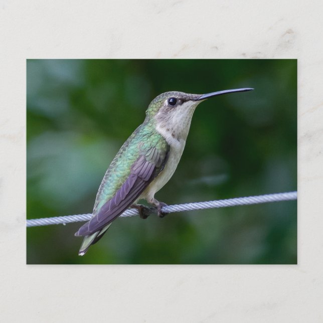 Ruby-throated Hummingbird Postcard (Front)