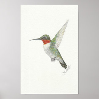 Ruby-Throated Hummingbird Poster