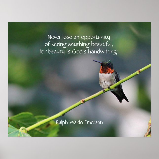 Ruby-throated Hummingbird Poster (Front)