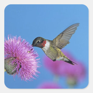 Ruby-throated Hummingbird Square Sticker