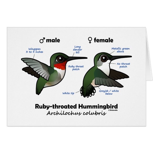 Ruby-throated Hummingbird Statistics (Front Horizontal)
