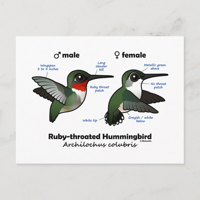 Ruby-throated Hummingbird Statistics Postcard (Front)