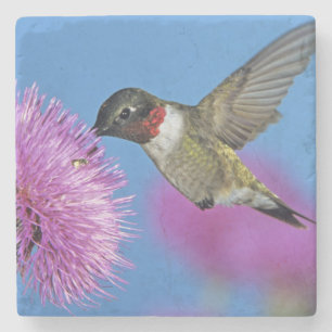 Ruby-throated Hummingbird Stone Coaster