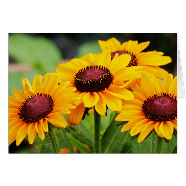 Rudbeckia Blooms (Front Horizontal)