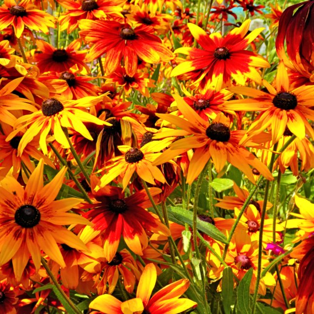 RUDBECKIA FLOWERS  POSTCARD (Creator Uploaded)