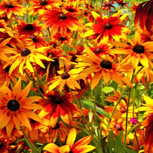RUDBECKIA FLOWERS TILE