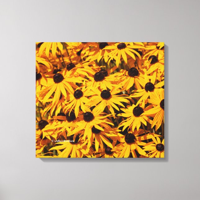 Rudbeckia Fulgida / Orange Coneflower Canvas Print (Front)