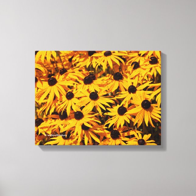 Rudbeckia Fulgida / Orange Coneflower Canvas Print (Front)