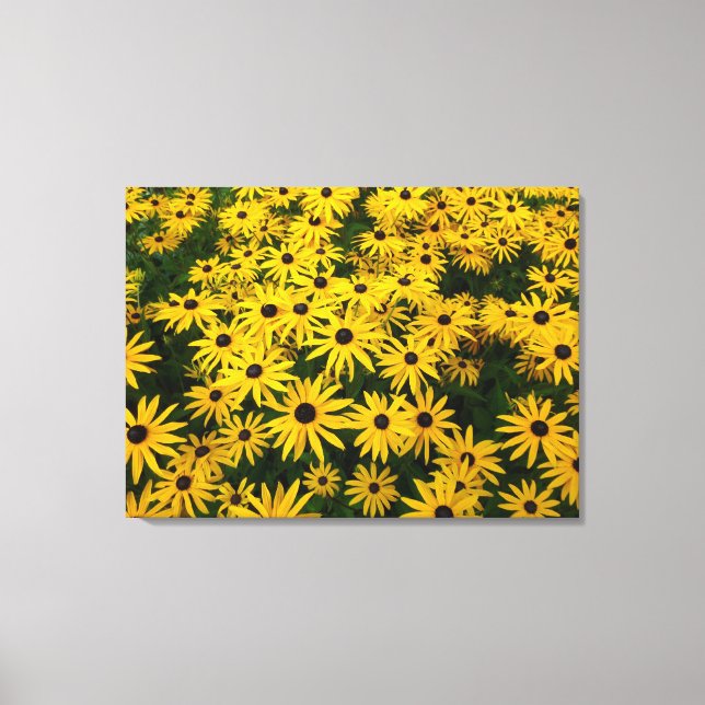 Rudbeckia Hirta (Black-eyed Susans) Canvas Print (Front)