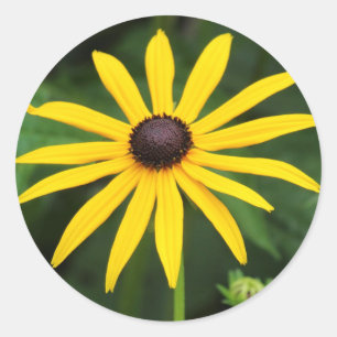 Rudbeckia hirta classic round sticker