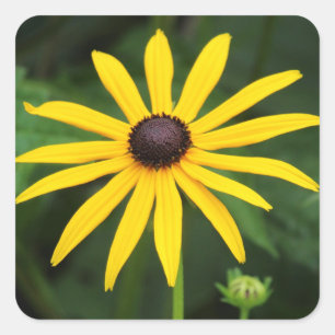 Rudbeckia hirta square sticker
