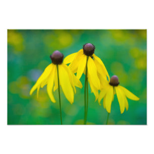Rudbeckia, Ohio Photo Print