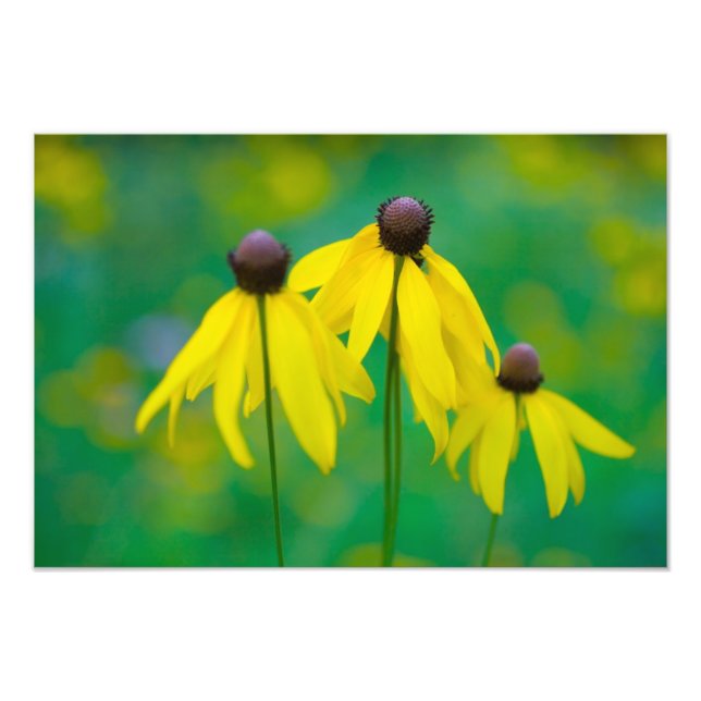 Rudbeckia, Ohio Photo Print (Front)