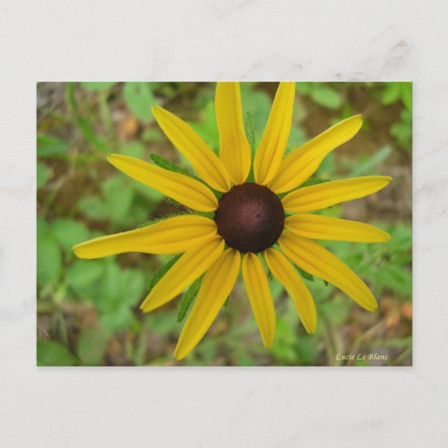 Rudbeckie hérissée postcard (Front)