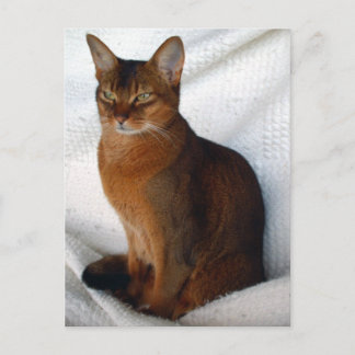 Ruddy Abyssinian Cat Postcards
