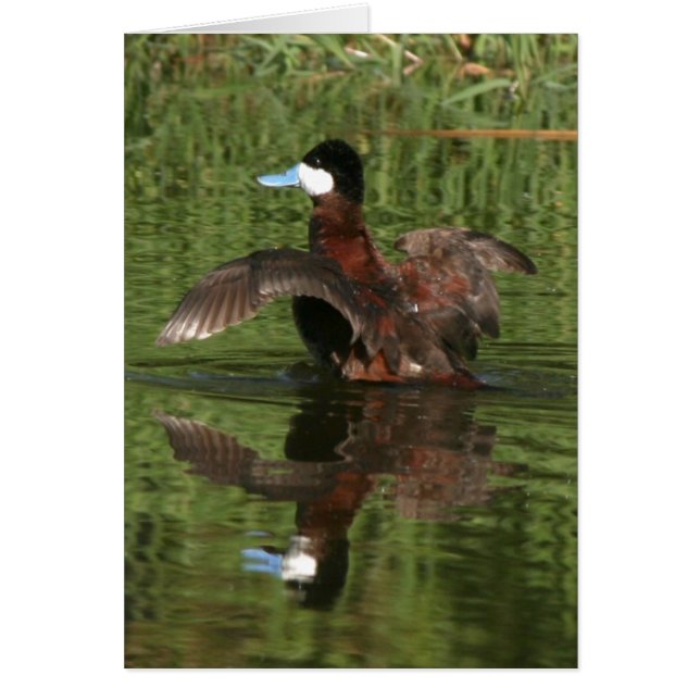 Ruddy Duck Card (Front)