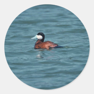 Ruddy Duck Classic Round Sticker