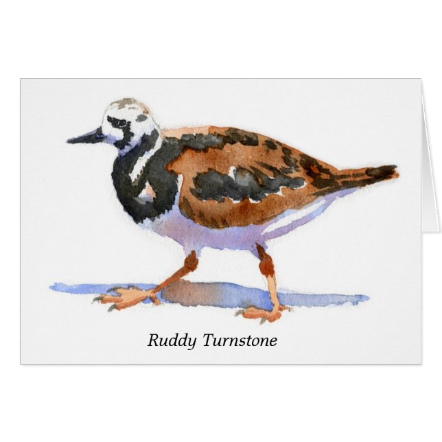 Ruddy Turnstone (Front Horizontal)