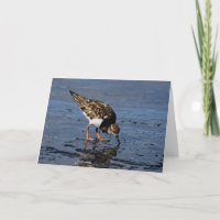 Ruddy Turnstone looking for Food