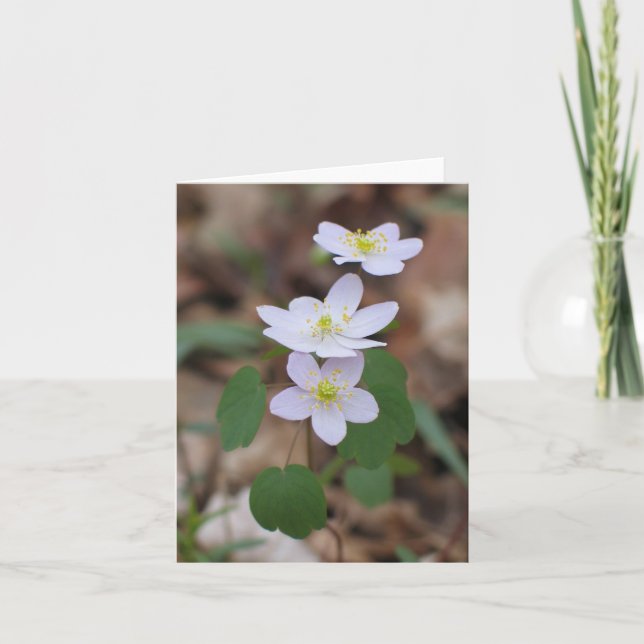 Rue Anemone Notecard (Front)